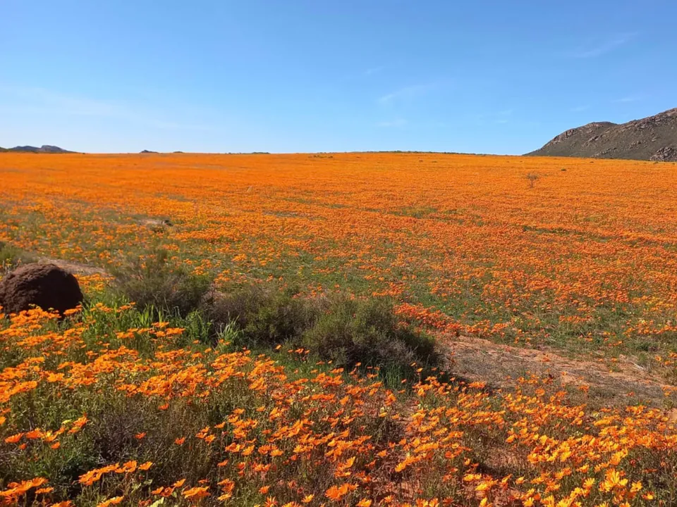 Namaqualand flowers on the five-day guided floral tour